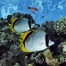 butterflyfish_lined_elp_s_h_0019_egy0838.jpg